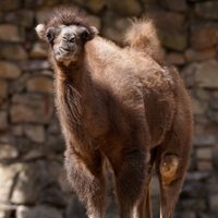 Foto: Rīgas Zoodārza kamielēnam dots vārds Bronza