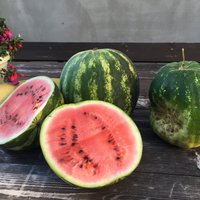 Latvijā izaudzēti futbola bumbas lieluma arbūzi