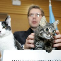 Жизнь котов: Как Кузе и Мурису живется в Рижской думе