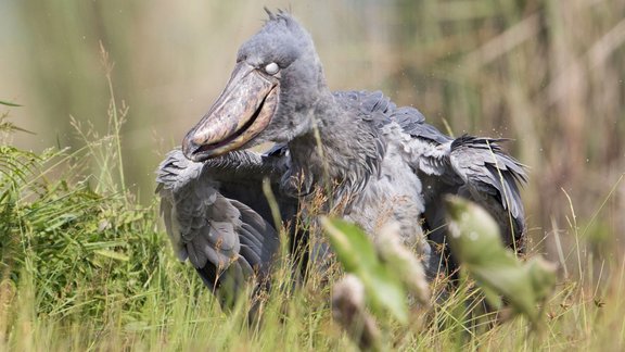 Shoebill, Whalehead, Shoe-billed Stork