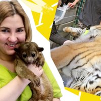 Rīgas zoodārza veterinārārste: pirmais solis tīģera krātiņā vienmēr ir nervus kutinošs