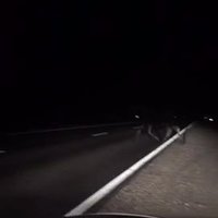 Video: Alnis dodas naksnīgā pastaigā pa šoseju