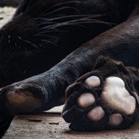 Par cietsirdīgu izturēšanos pret melno leopardu rosina apsūdzēt trīs personas