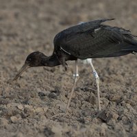 Bojā gājis jau trešais ornitologu novērotais melnais stārķis