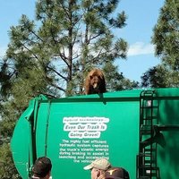 В США медведь проехал 8 километров на крыше мусоровоза