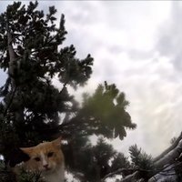 Video: No koka galotnes 30 metru augstumā ASV nocelts kaķītis