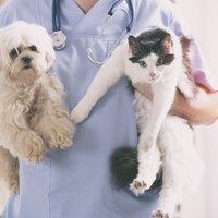 Mājdzīvniekus turpmāk varētu reģistrēt tikai pie veterinārārstiem