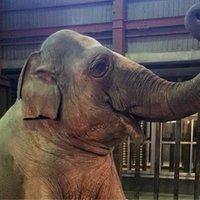 Slavenā Rīgas zoodārza ziloņmeitene Zuze Japānā svin 28. dzimšanas dienu