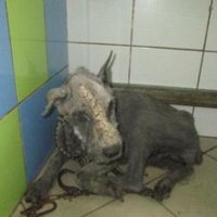 В Риге найдена измученная голодом и чесоткой собака: полиция начала три процесса