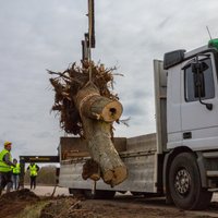 Foto: Ceļu remonta dēļ 'evakuē' aizsargājamas skudras un ķērpjus