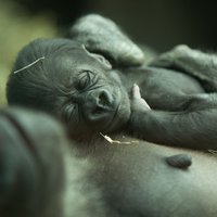 Gorillu bēbis bauda mātes mīlestību