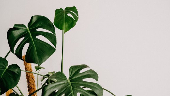 monstera, telpaugs