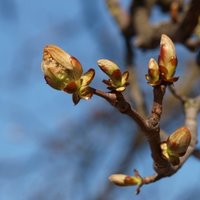 Весенняя чистка организма: шаги к красоте и здоровью