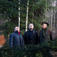 ФОТО: Выбраны главные рождественские елки Риги