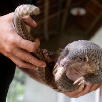 Koronavīruss: kā iespējamos vīrusa nēsātājus identificē pangolīnus