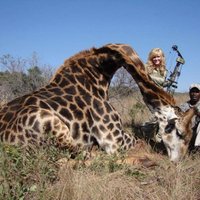 Охотница подверглась критике за фото с мертвым жирафом