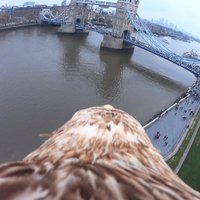 Video: Londona no putna lidojuma – unikāli ērgļa uzņemti kadri