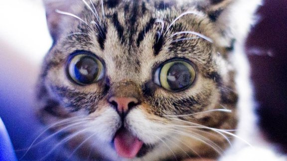 instagram.com/iamlilbub