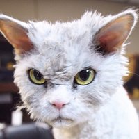 Jauns interneta varonis – pasaulē pats drūmākais kaķis Alberts