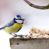 Kāpēc ir svarīgi turpināt barot putnus aukstā laikā