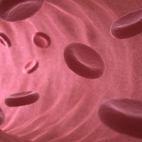 Pieci interesanti fakti par asinsvadiem