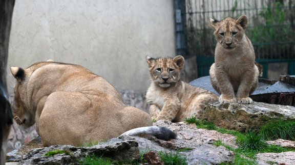 Rīgas zoo lauvēni, septembris - 4