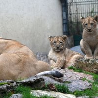Rīgas zoo lauvēnus sauks Teika un Varis; turpmāk dzīvniekus varēs vērot tiešsaistē