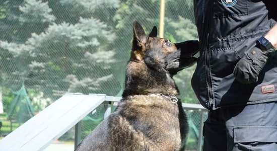Dienestu suņi – viens no efektīvākajiem līdzekļiem pret kontrabandu