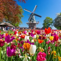 Любите тюльпаны? Самый красивый сад Европы Кёкенхоф вновь открылся для посетителей
