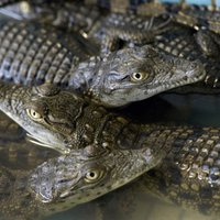 В зоопарке Крыма из-за отключения электроэнергии погиб крокодил