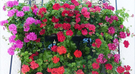 Senā paziņa - pelargonija!