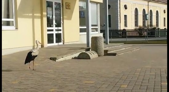 Video: Ķekavas centrā mierīgi pastaigājas baltais stārķis