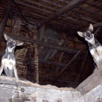 'Ārpus saprāta robežām': dzīvnieku glābēji no lauku mājas Liepājā izņem vairākus suņus un kaķus