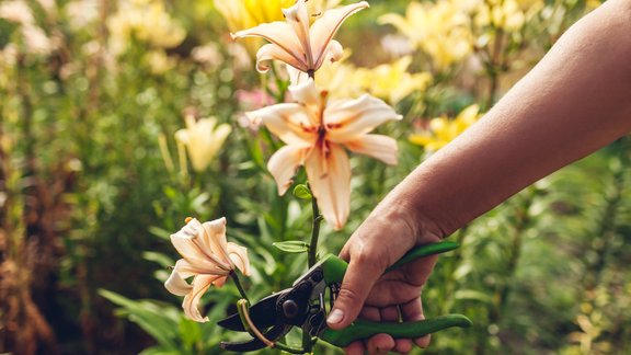 Liliju dārzs, sieviete griež lilijas, dārznieka šķēres