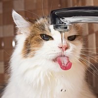 Vai kaķis ūdeni dzer pietiekami? Speciālisti skaidro kaķa paradumus