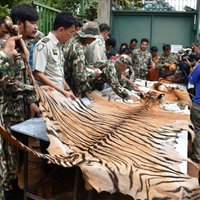 Mirušie tīģeru mazuļi Taizemē: Netālu no tempļa, iespējams, atrasta zvēru kautuve