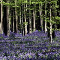 Krāšņa ziedu jūra: Beļģijā uzplaucis zilo pulkstenīšu mežs