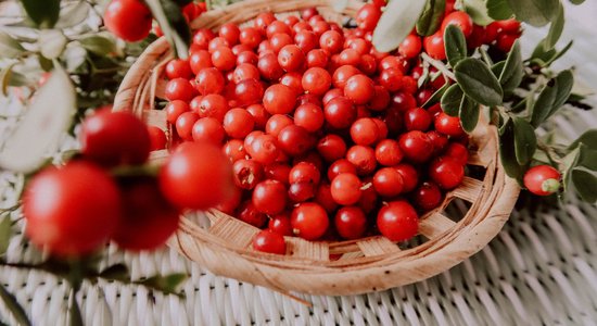 Brūklenes: nozīmīga mājas aptieciņas sastāvdaļa