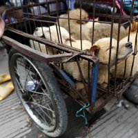 Pirms 2018. gada olimpiskajām spēlēm slēgs lielāko suņu gaļas tirgu Dienvidkorejā