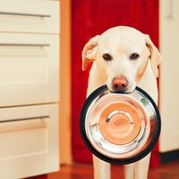 'Dogo' sāga: pētījums atklāj saistību ar barību; ražotāju neielaiž konferencē