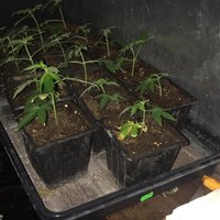 Talsu novadā aplaupa nelegālu marihuānas audzētavu