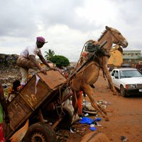 Foto: Mali atkritumu ēzelīšu ikdiena