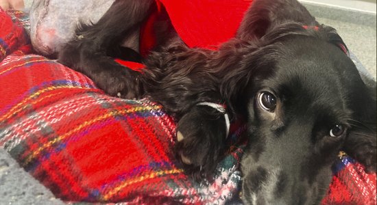 Velsā atrastais seškājainais suns veiksmīgi pārcietis operāciju
