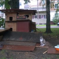 ФОТО: Рижане активно строят в своих дворах "гостиницы для кошек"