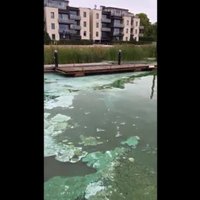 ВИДЕО: В Лиелупе у Līvu akvaparks появились cине-зеленые водоросли