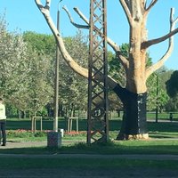 Foto: Uzvaras parkā koks ar latvju rakstu zīmēm ietīts melnā plēvē (plkst.14.42)