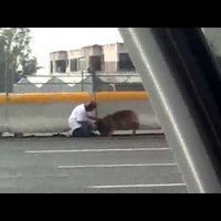 Video: Sieviete uz lielceļa riskē ar savu dzīvību un izglābj ievainotu suni