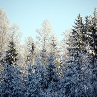 'Latvijas valsts meži': meža nozares izaugsmi bremzē vairāki ārējie faktori