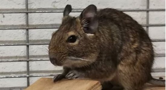 Visi dzīvnieki alkst pēc mīlestības – mājas meklē 13 degu