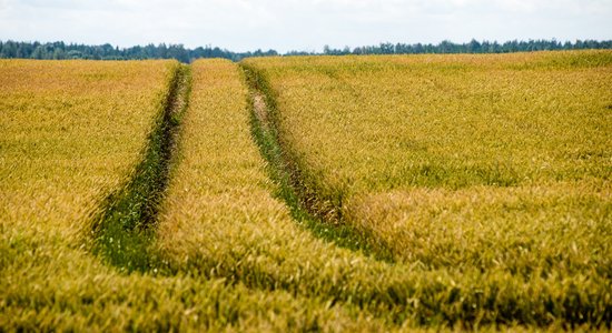 Объем производства латвийского аграрного сектора за год сократился на 40%